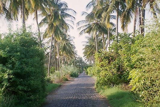 Road that passes through a coconut plantation in the city of Pedra Badejo located in the eastern part of the island of Santiago.